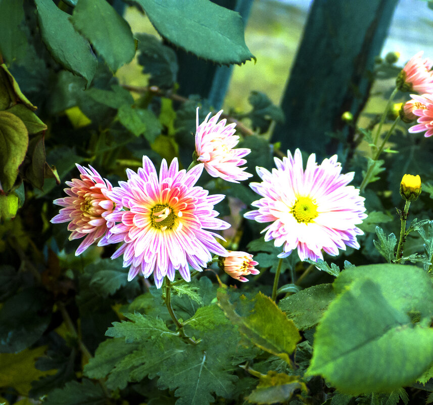 Наши хризантемы - Валентин Семчишин Наши хризантемы - Валентин Семчишин