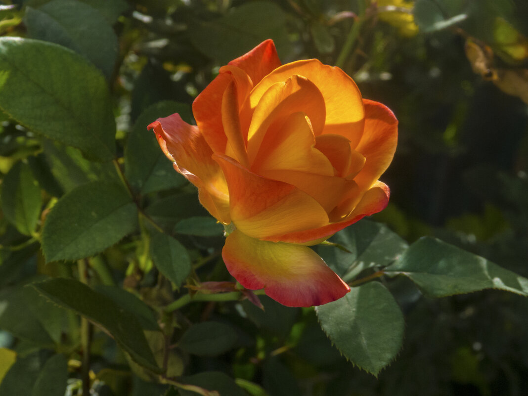 Глория Дей в лучах солнца - Валентин Семчишин Глория Дей в лучах солнца - Валентин Семчишин