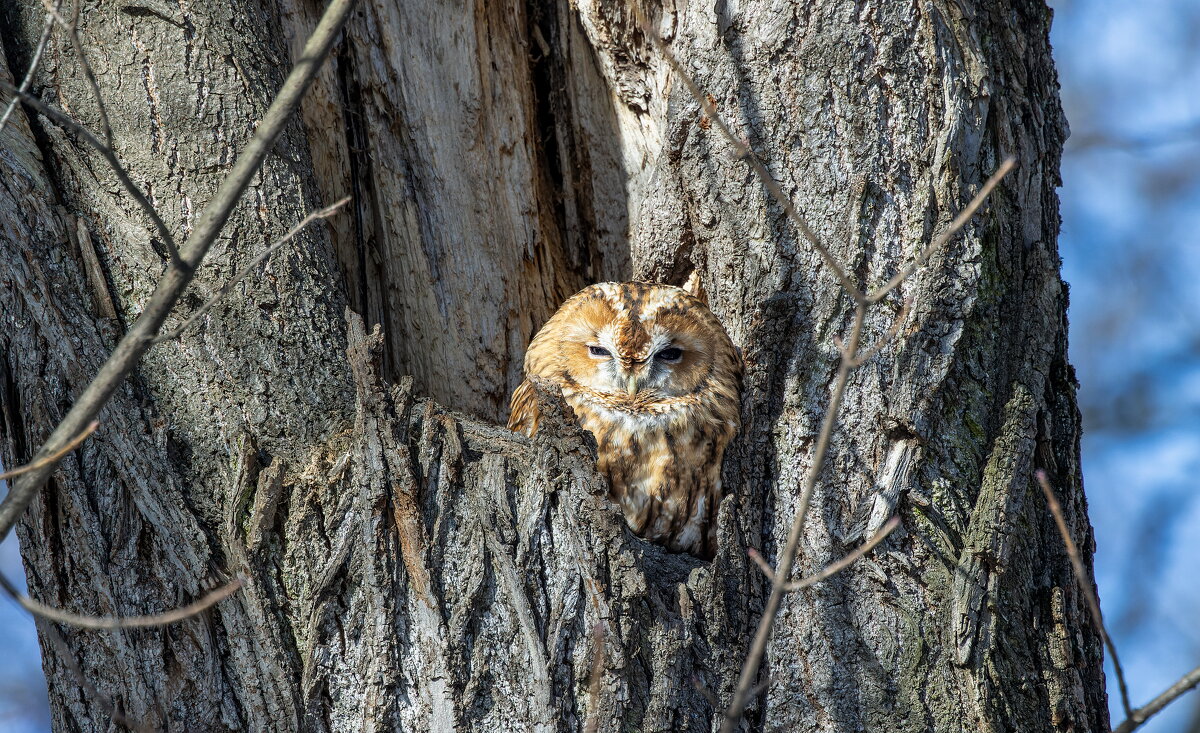 серая(рыжая) неясыть. - юрий макаров серая(рыжая) неясыть. - юрий макаров
