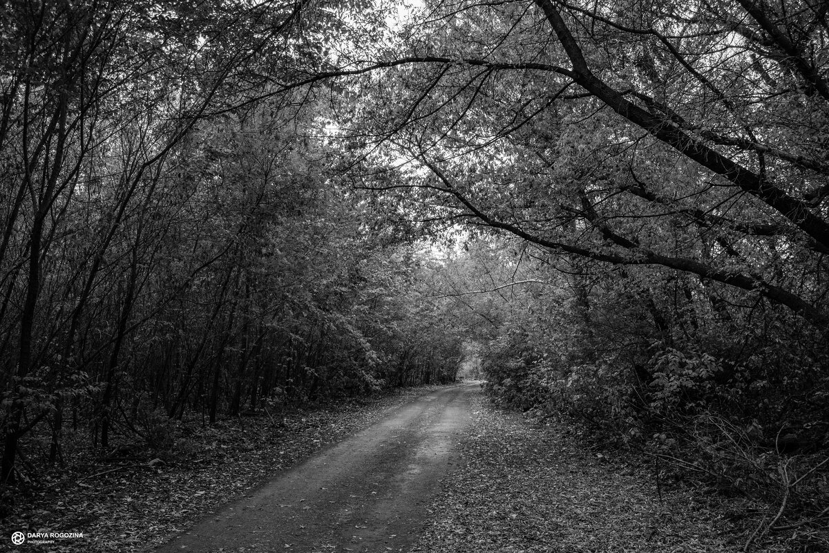 Дорога в осень, чб - Дарья Рогозина
