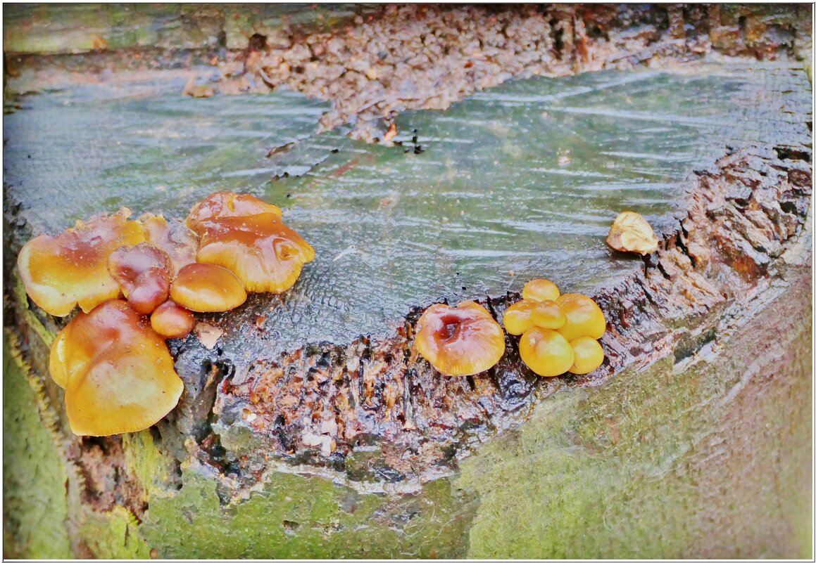 ПЕНЬ... - Elvira E. 