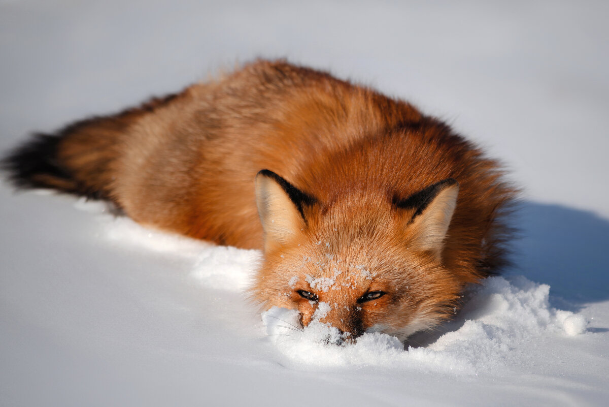 Лис в снегу - Ника Романенко
