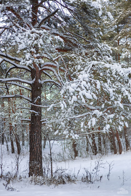 Зимнее дерево - Александр Синдерёв