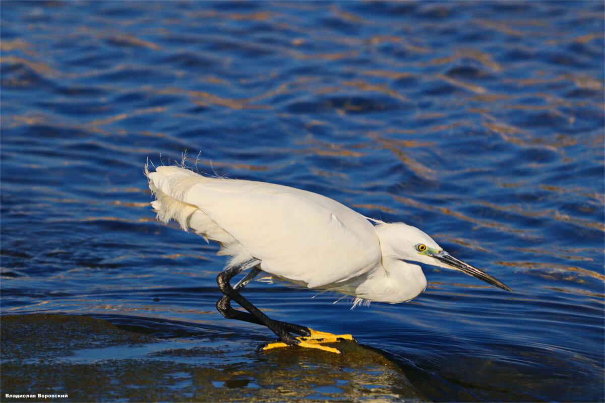 Дикие животные - Владислав Воровский Дикие животные - Владислав Воровский