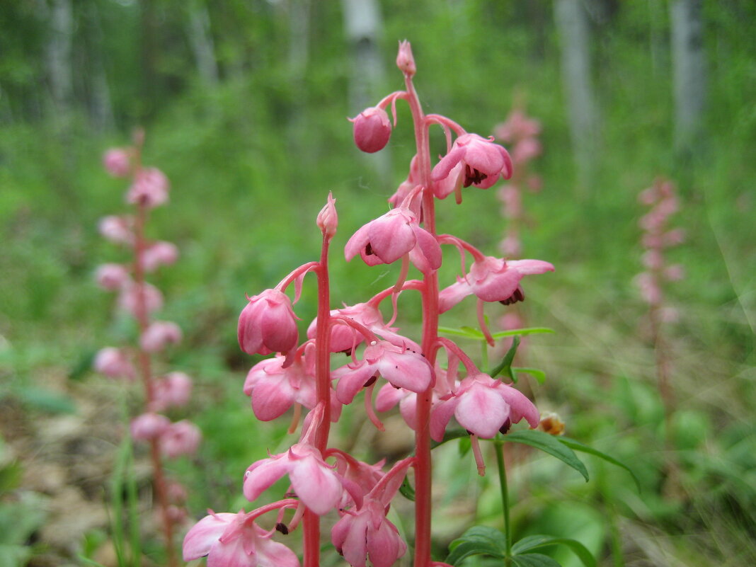 Грушанка - Anna Ivanova Грушанка - Anna Ivanova
