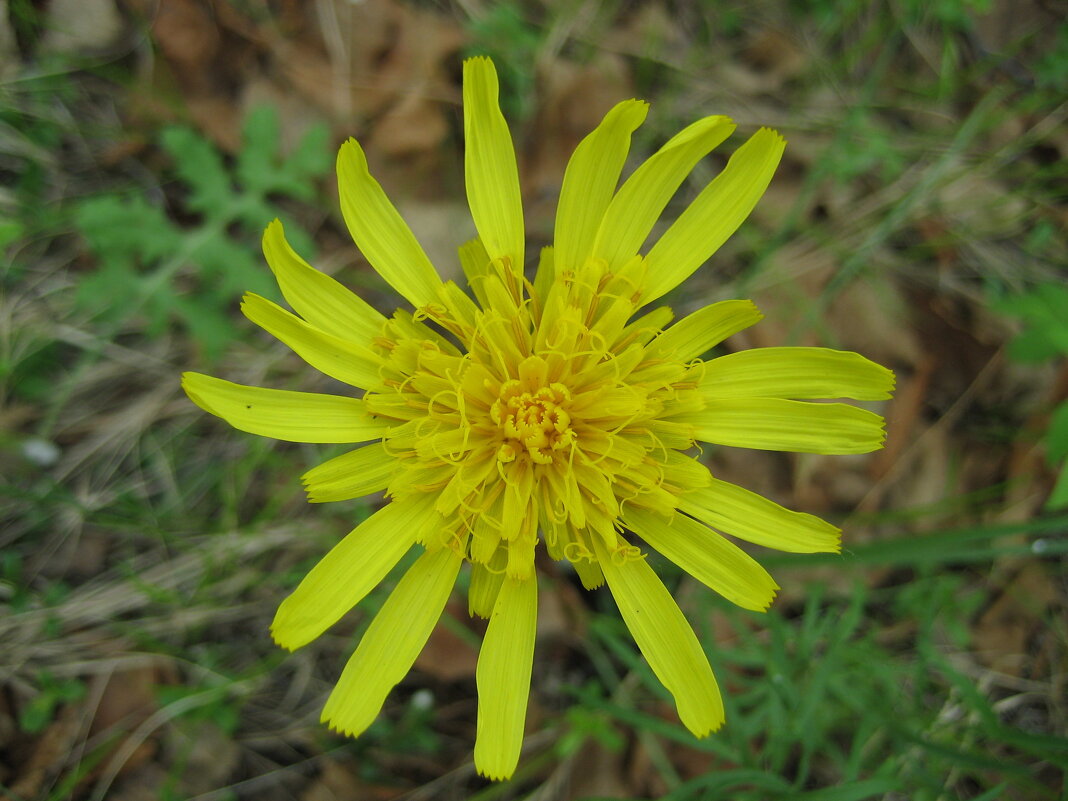 Козелец - Anna Ivanova Козелец - Anna Ivanova