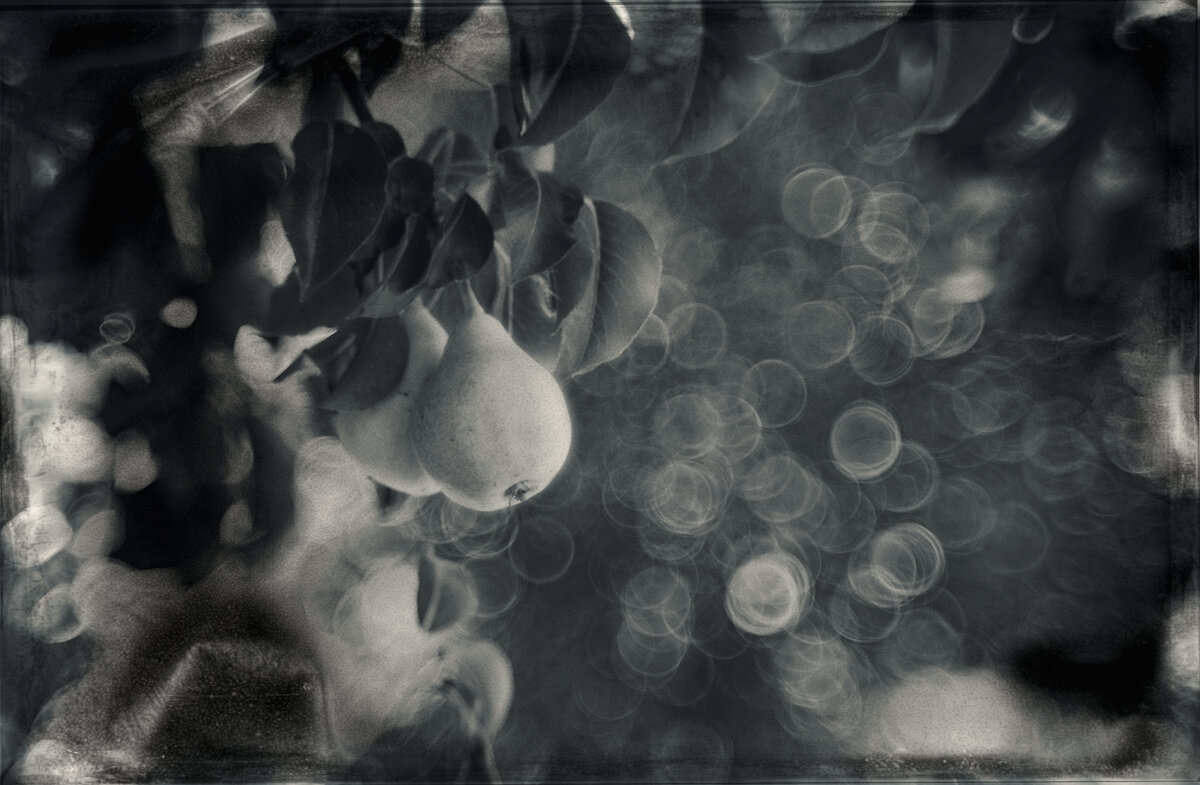 Дикие груши в волшебном саду. - Анатолий Щербак