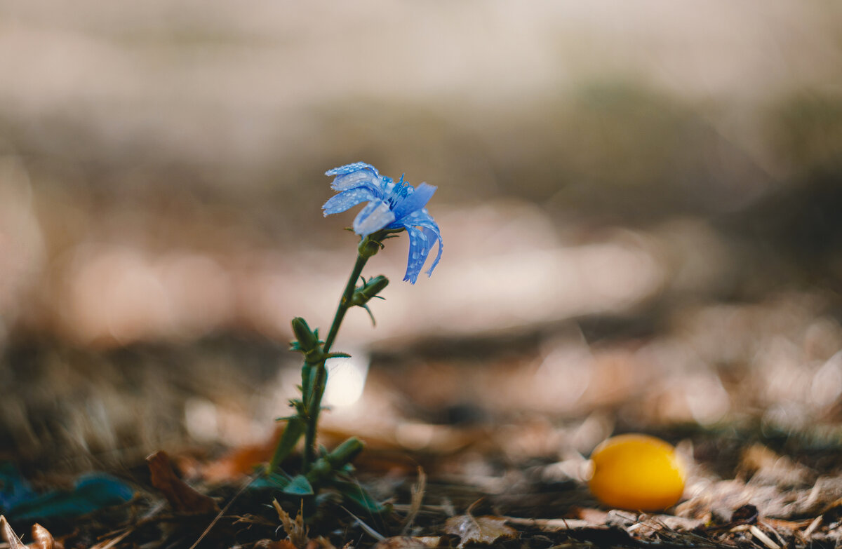 Предосеннее. - Анатолий Щербак