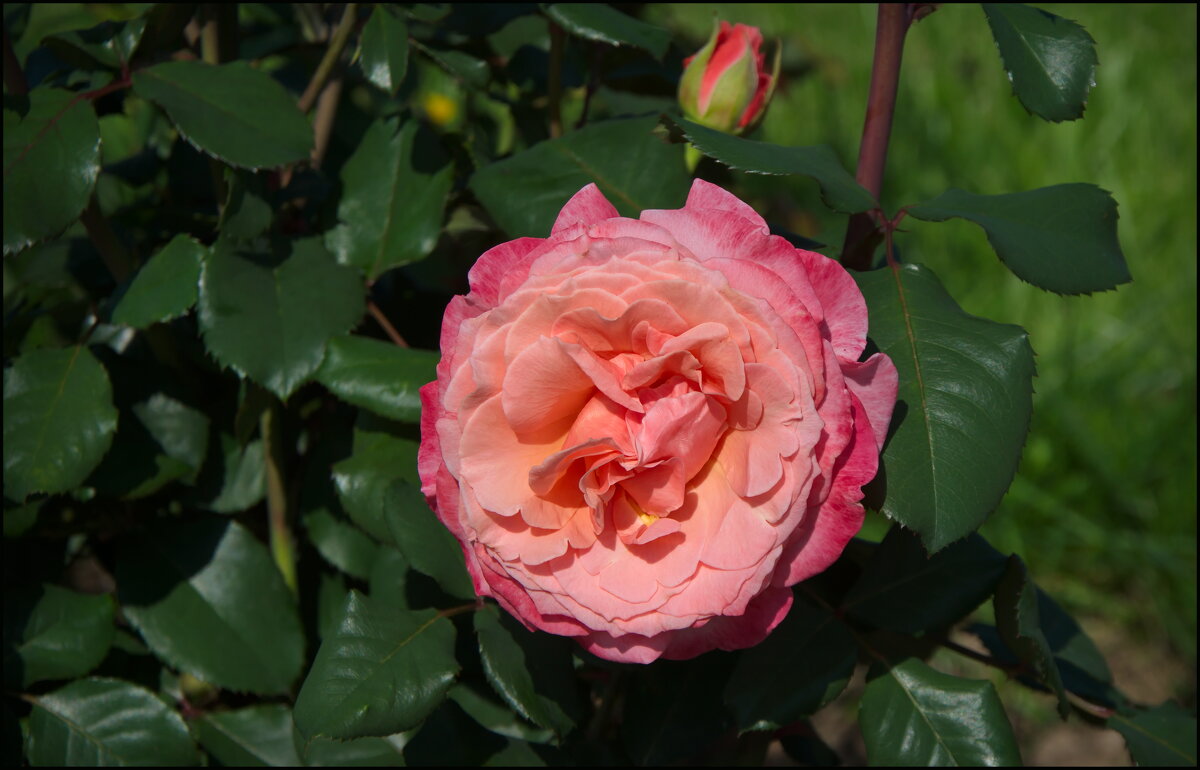 Роза - lady v.ekaterina Роза - lady v.ekaterina