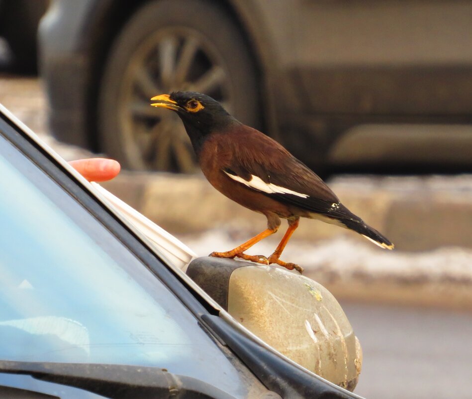 Попутчик - Андрей Снегерёв Попутчик - Андрей Снегерёв