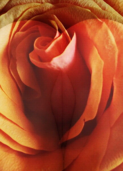 ---flower--- - AL Reborn 