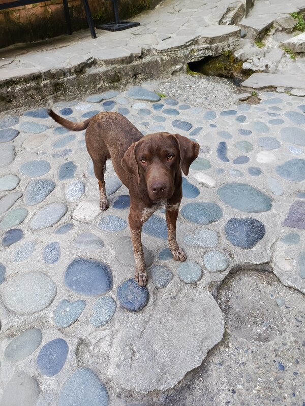 Собачка - Татьяна Пальчикова