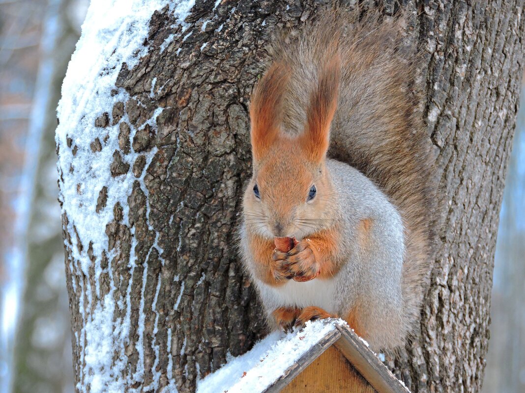 Беличьи радости... - Мария Васильева Беличьи радости... - Мария Васильева