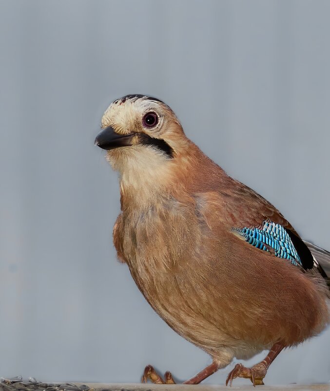 Сойка - Александр Посошенко Сойка - Александр Посошенко