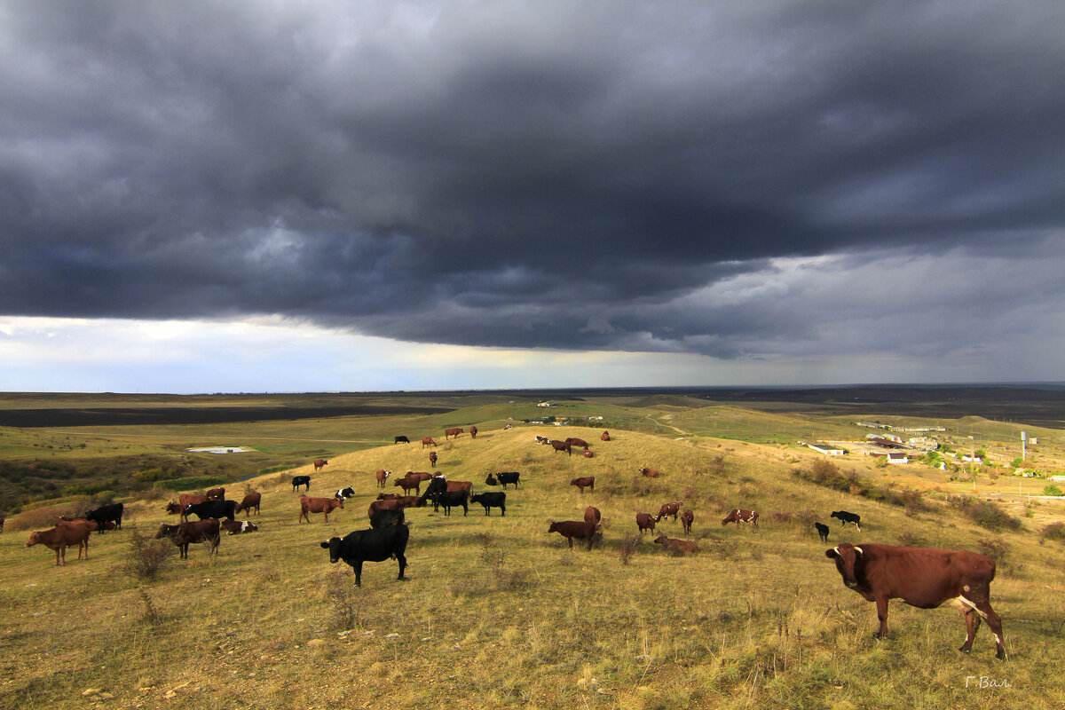 Бурёнки - Геннадий Валеев
