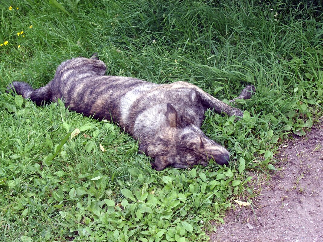 Дневной сон. - Ирина ***