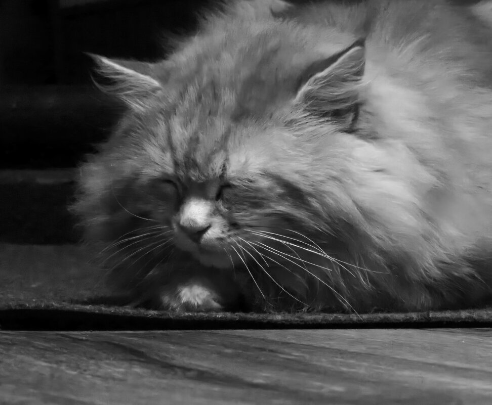 И снова котики - Валерий Ткаченко