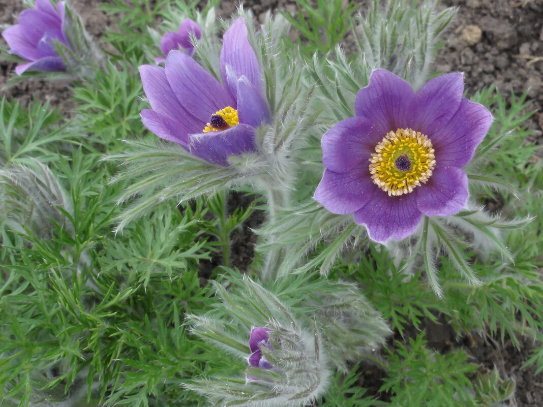 ... - марина ковшова ... - марина ковшова