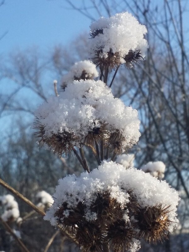 репейник в снежных шапках - Наталия Кольцова репейник в снежных шапках - Наталия Кольцова