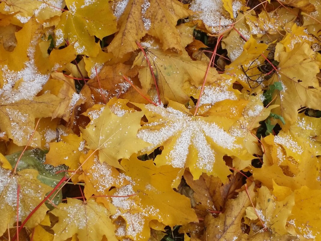 осень - Наталия Кольцова