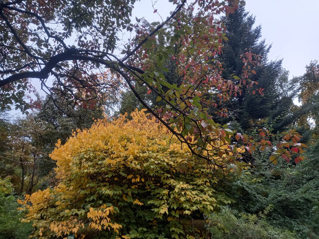 Закат - Сапсан 