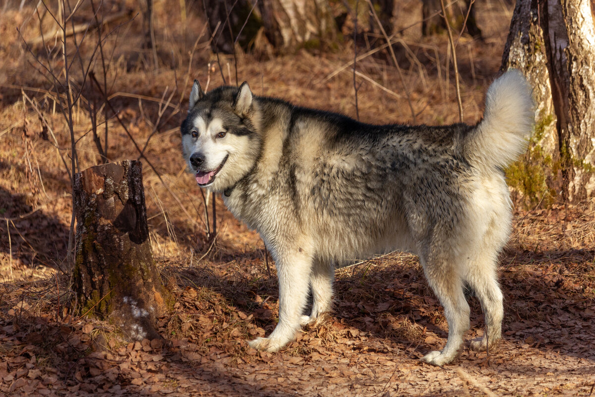 Тесей. - leff Postnov