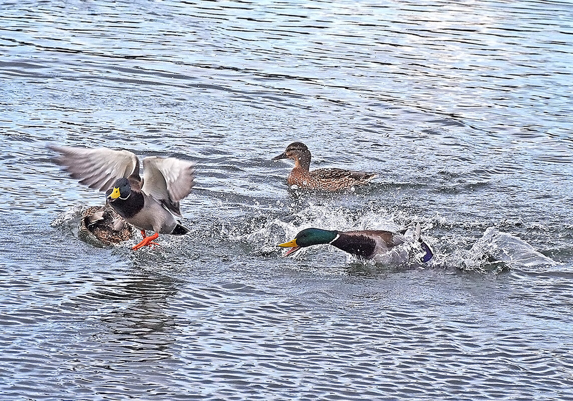 Догнать! - Валентина  Нефёдова 