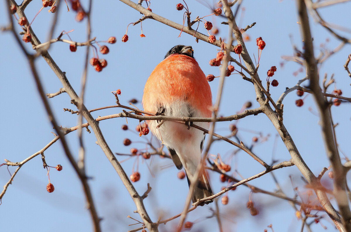 Снегирь. - Виктор Иванович Чернюк Снегирь. - Виктор Иванович Чернюк
