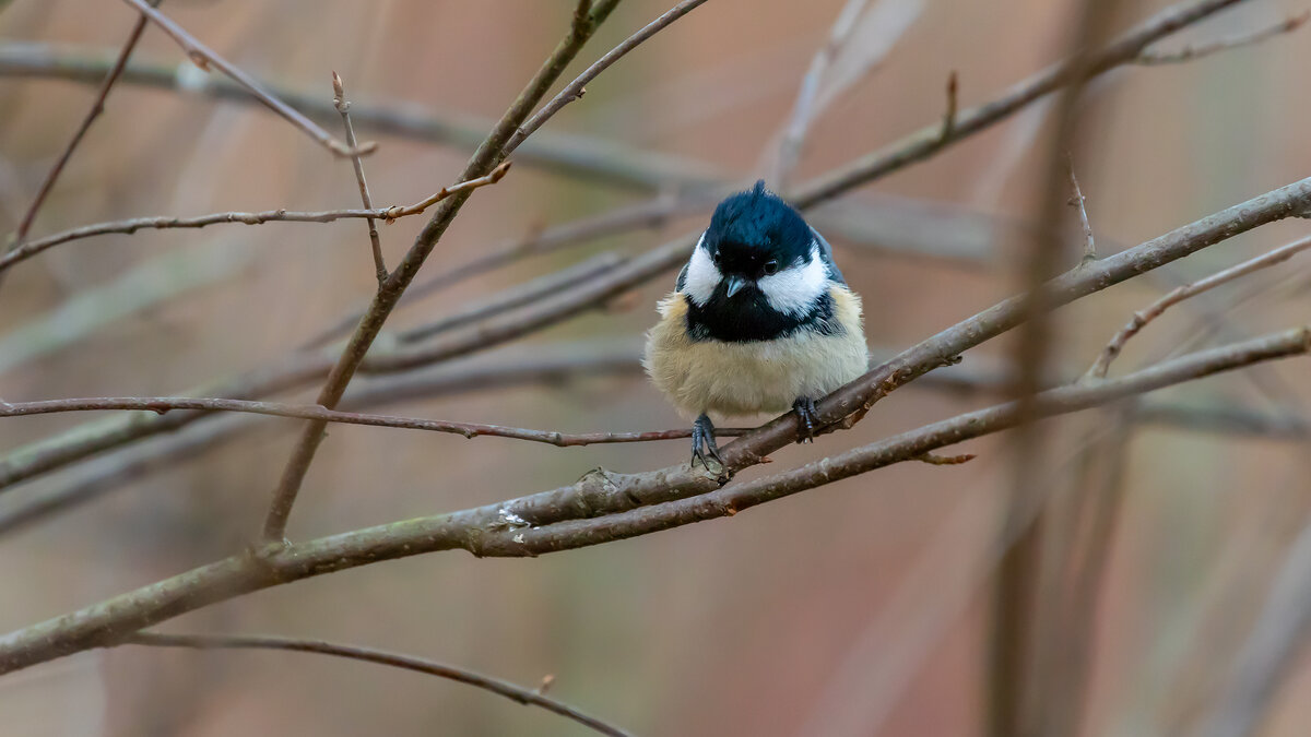 Московка - Владимир Лазарев Московка - Владимир Лазарев