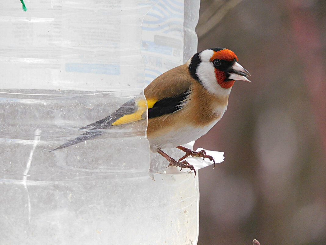 Щегол - Лина Щегол - Лина