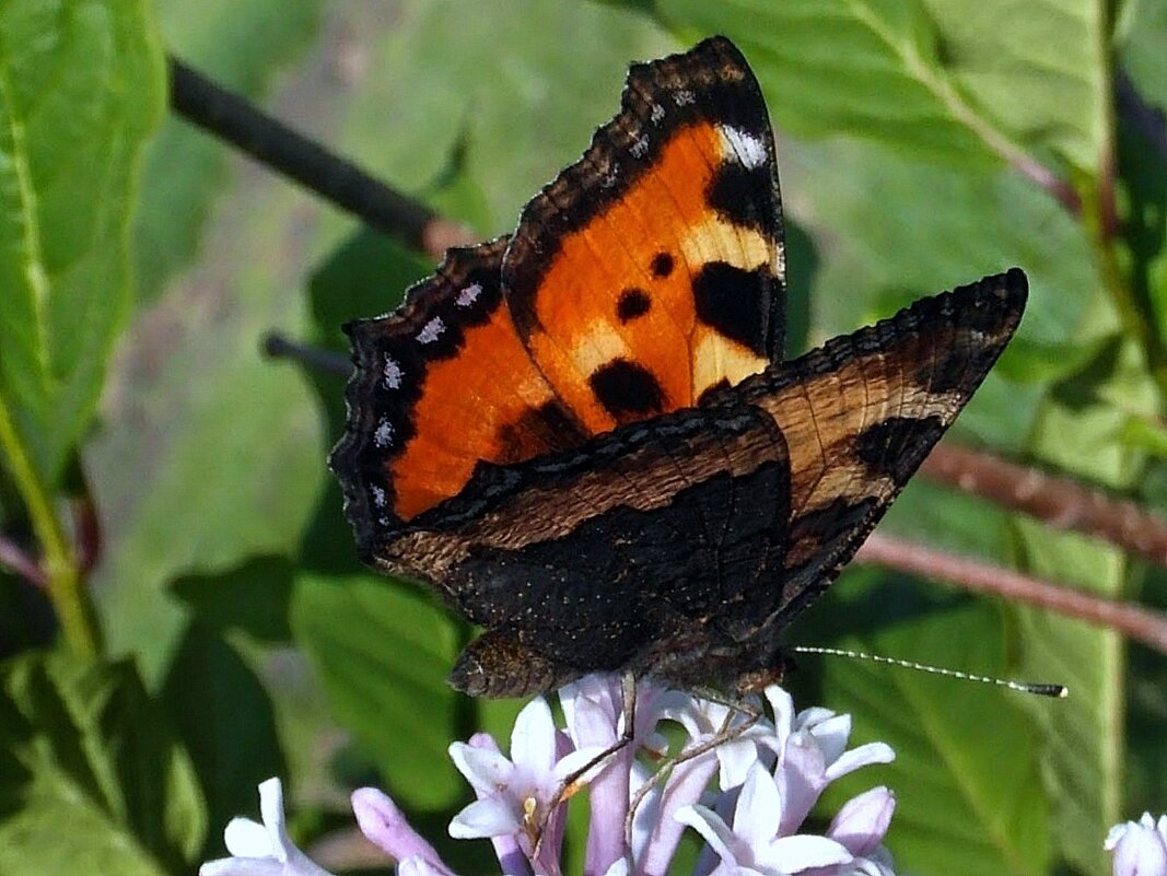 Бабочка. - nadyasilyuk Вознюк Бабочка. - nadyasilyuk Вознюк
