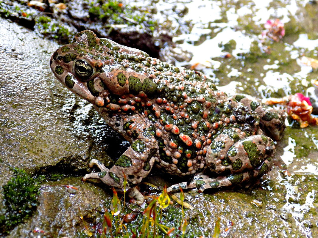 Зелёная жаба - Константин Штарк