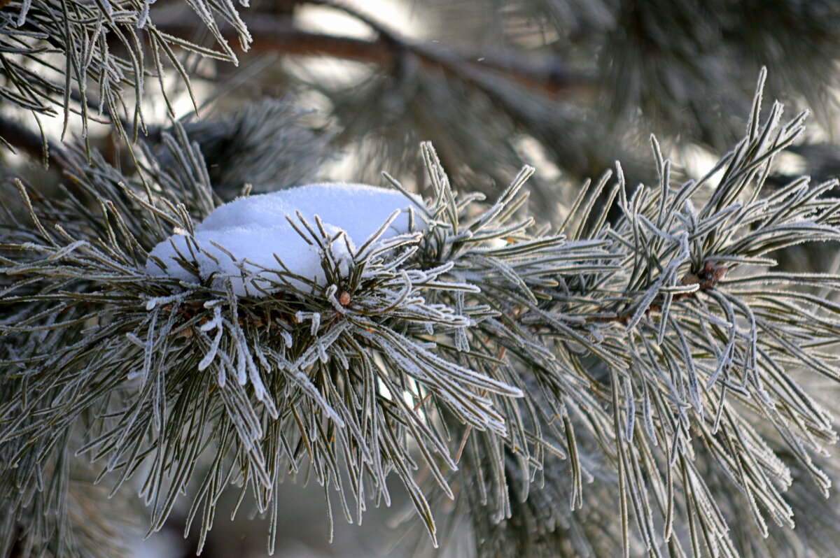 Мороз и иней - Татьяна Лютаева