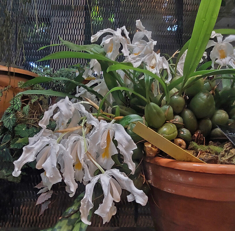 орхидея — «Снежная королева» - ИРЭН@ . орхидея — «Снежная королева» - ИРЭН@ .