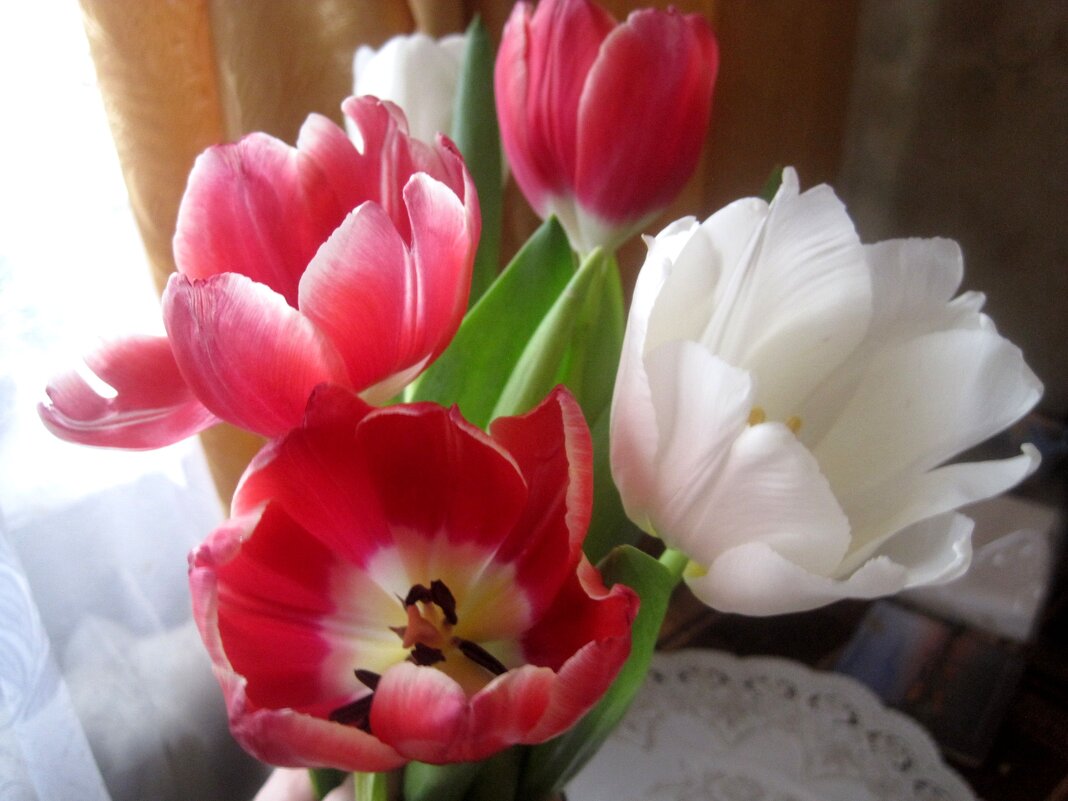 Тюльпаны - Елена Семигина