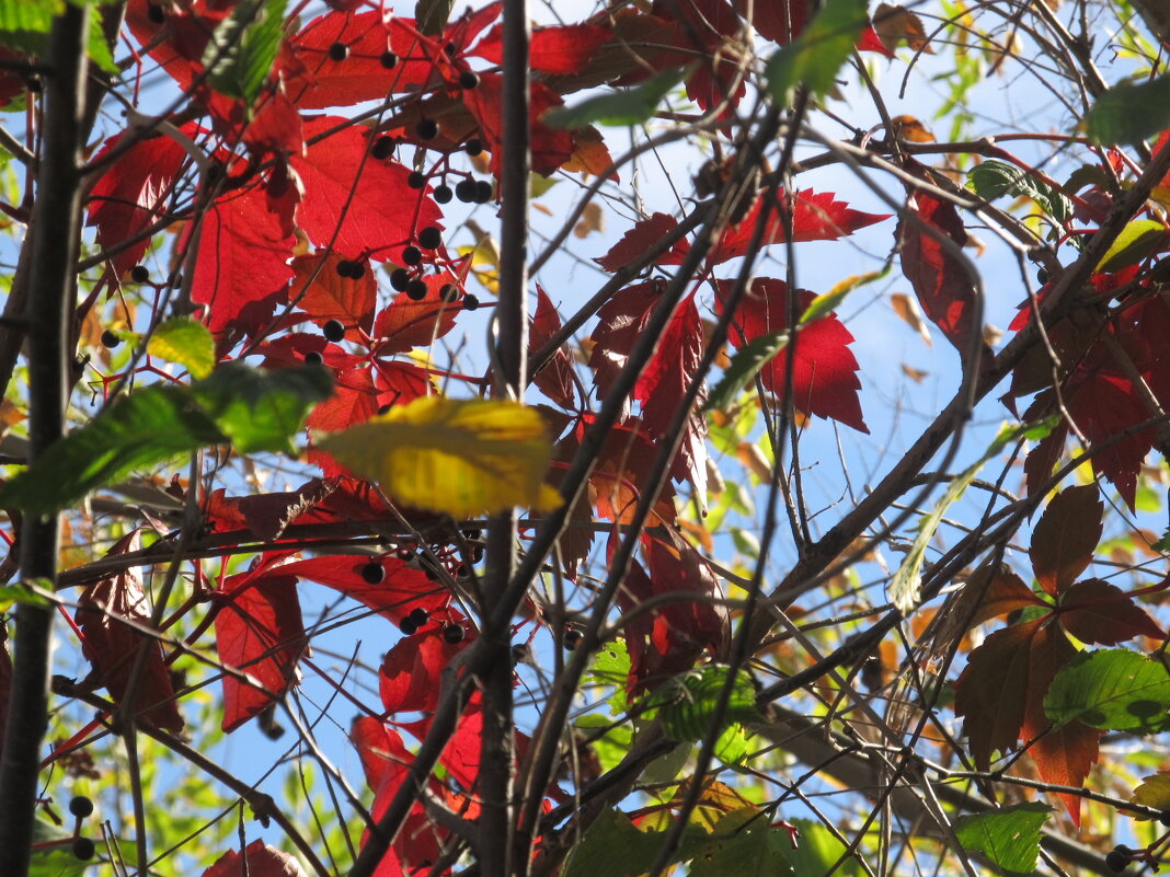 сентябрь - Елена Шаламова сентябрь - Елена Шаламова