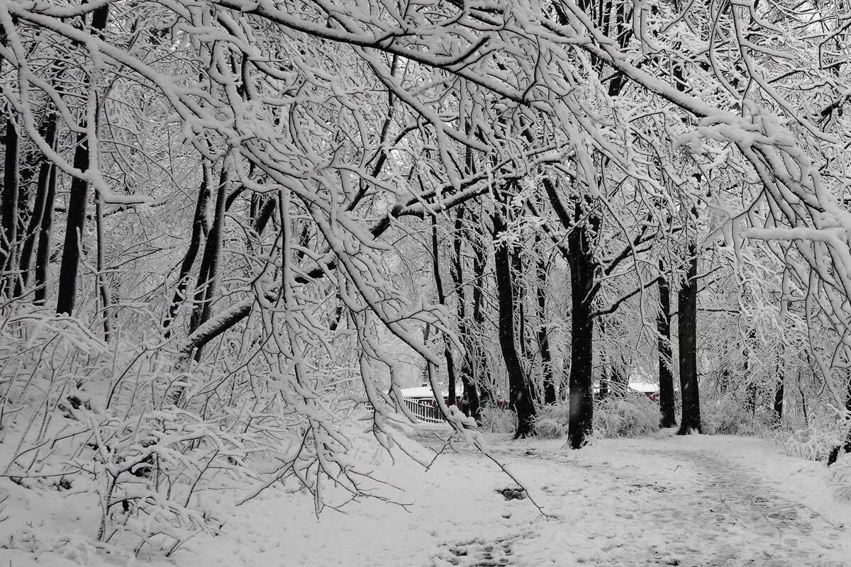 Картинки снежной зимы - Рита Симонова Картинки снежной зимы - Рита Симонова