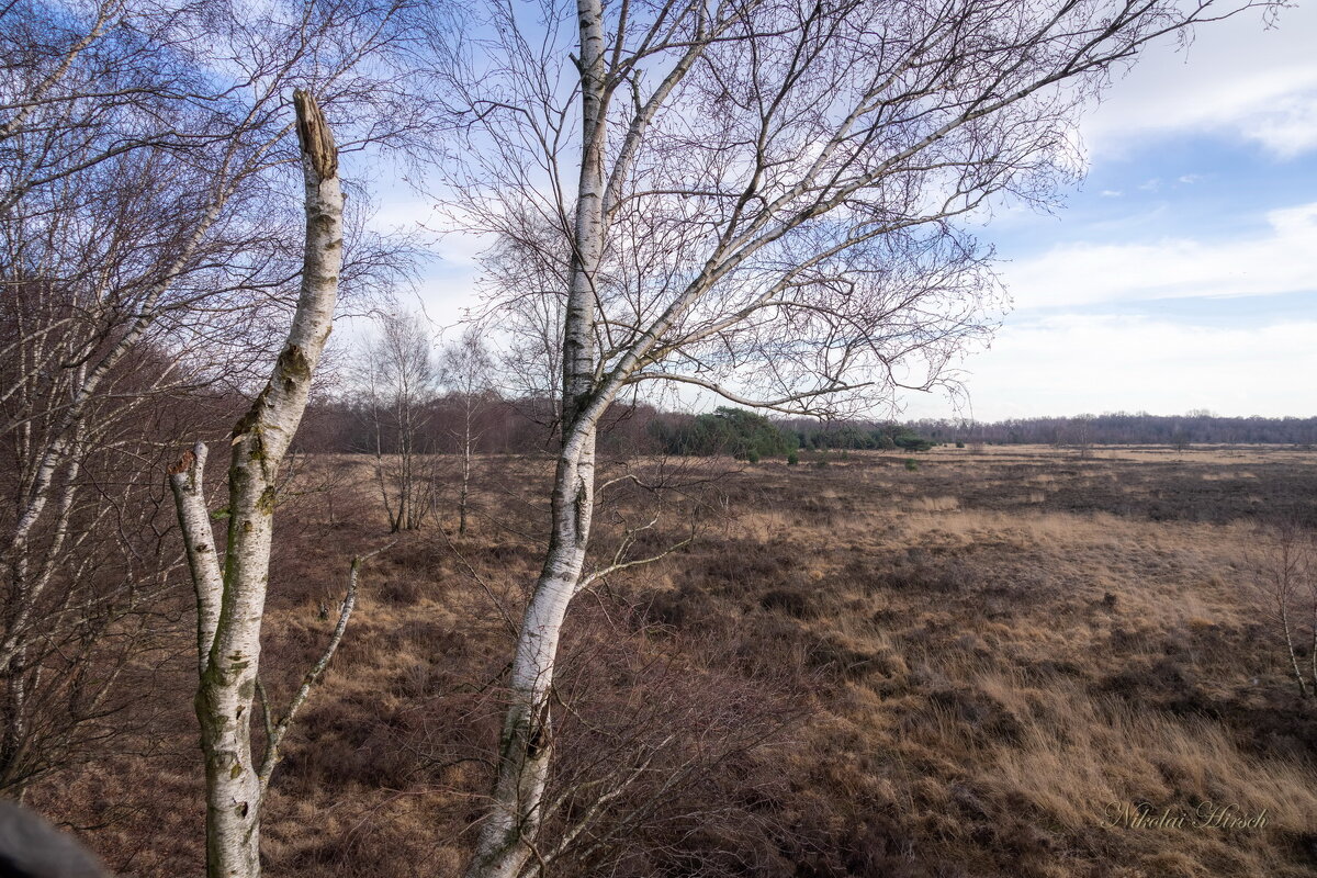 Вид с наблюдательной вышки... - Николай Гирш