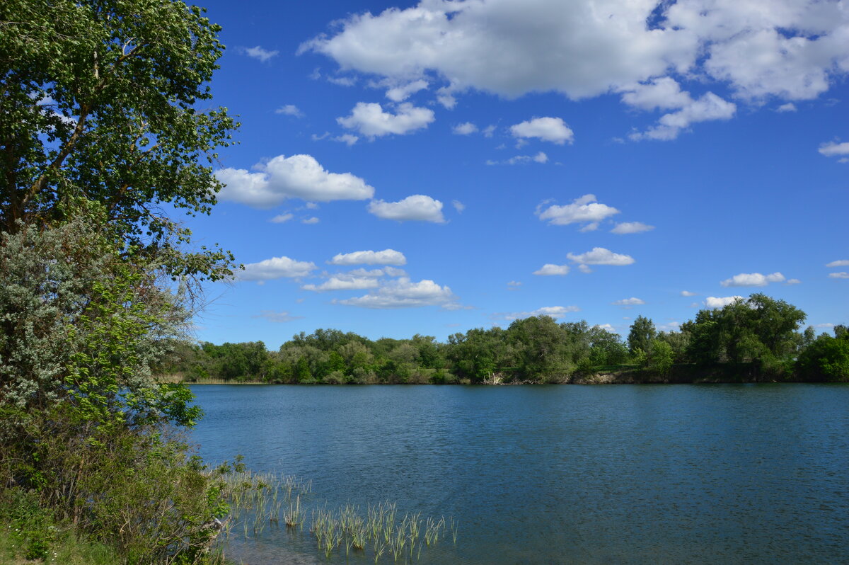 Местная река. - Виктор 