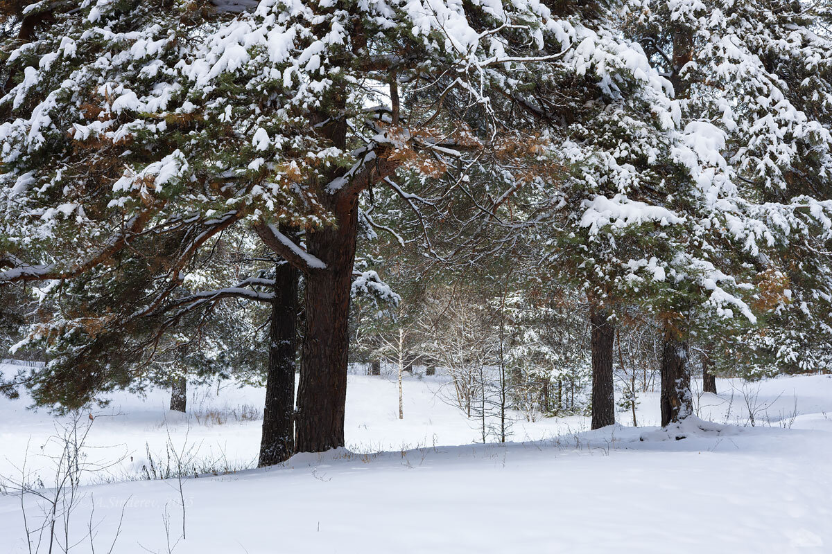 Сосны в снегу - Александр Синдерёв Сосны в снегу - Александр Синдерёв