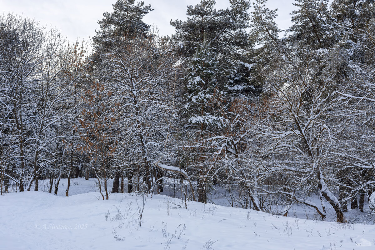 Зимний лес - Александр Синдерёв