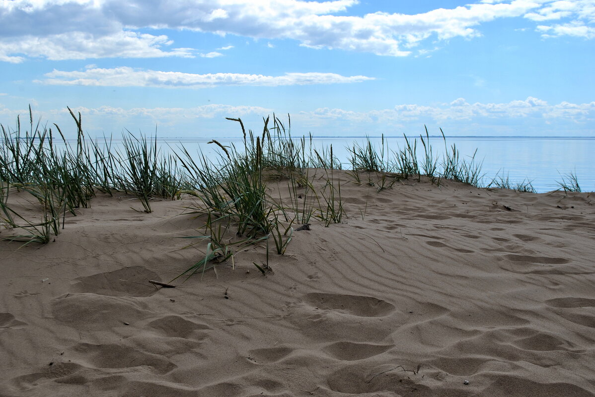 Из жизни дюны - AleksSPb Лесниченко Из жизни дюны - AleksSPb Лесниченко