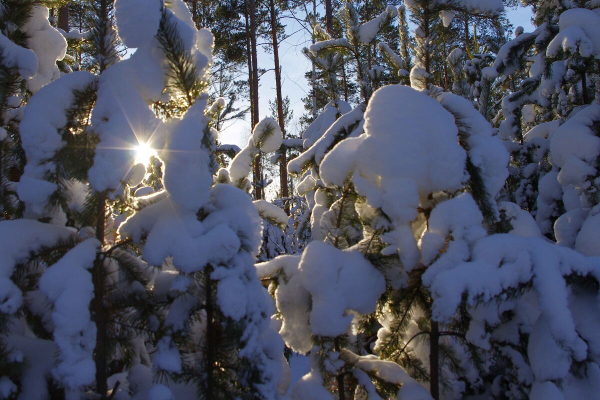 Заснеженные ветки - Сергей Швечков Заснеженные ветки - Сергей Швечков