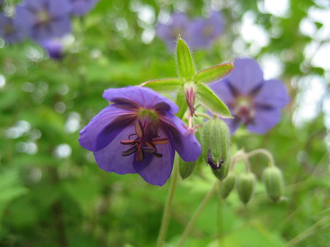 Герань - Anna Ivanova