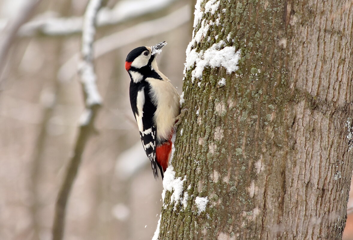 бпд - Алексей . бпд - Алексей .