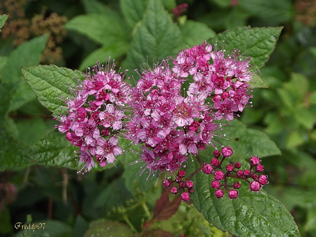 Спирея - Freddy 97 Спирея - Freddy 97