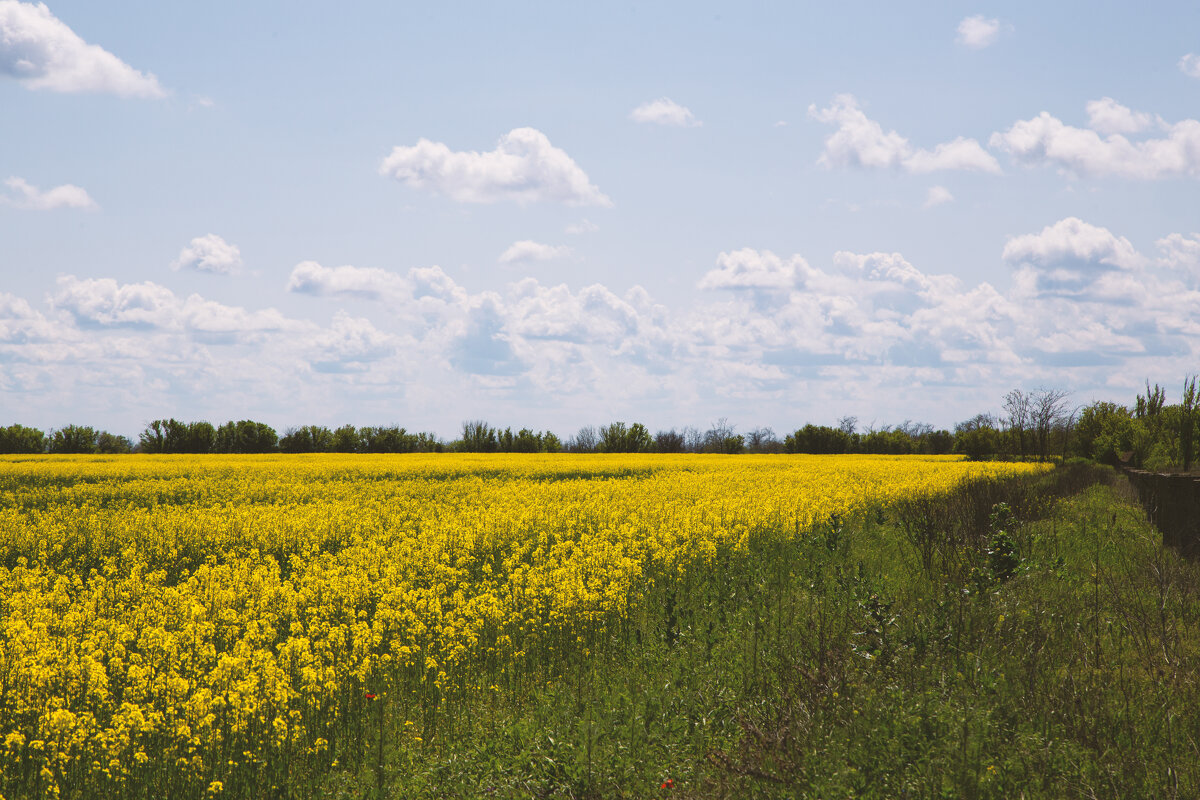 *** - Яна Горбунова *** - Яна Горбунова