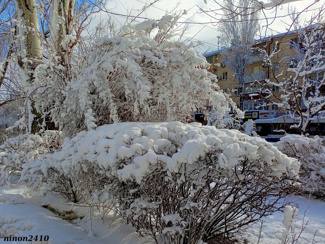 Зима в Ростове-на-Дону - Нина Бутко Зима в Ростове-на-Дону - Нина Бутко