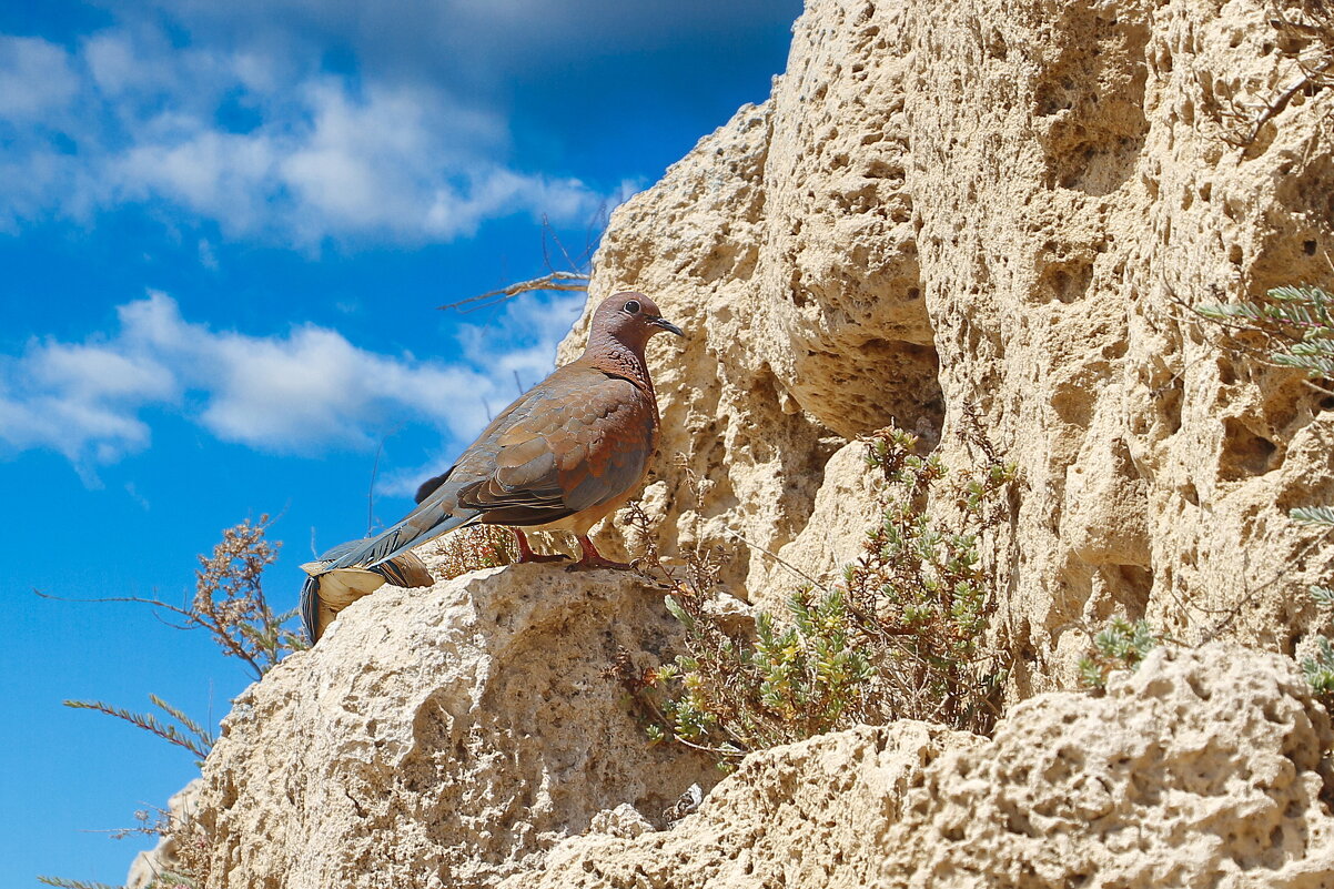 *** - Sergey Grim *** - Sergey Grim