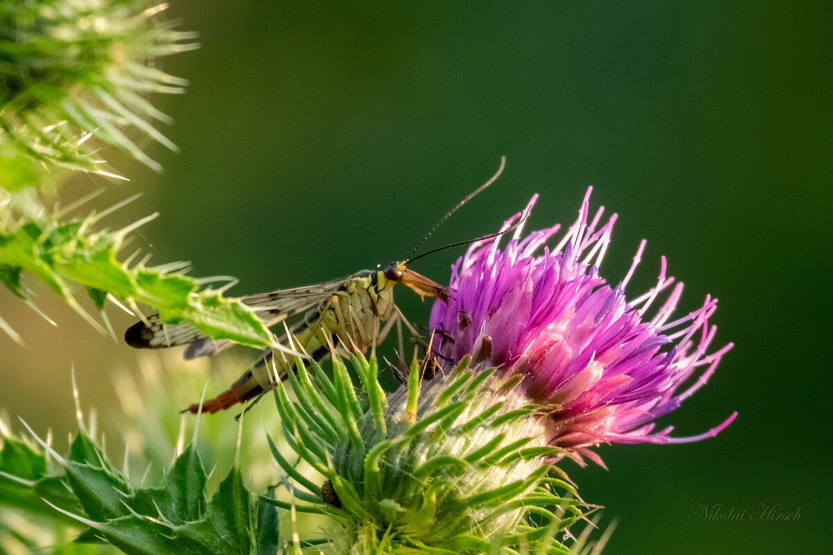 Скорпионница на чертополохе... - Николай Гирш